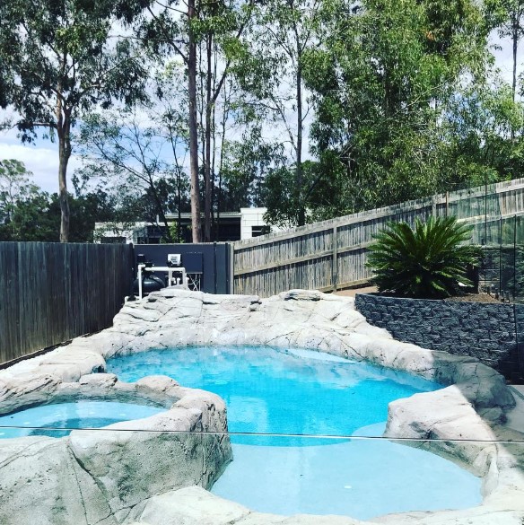 Swimming pool renovation Brookwater QLD